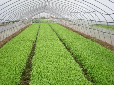 淺談微生物肥的農業應用